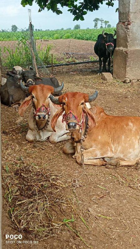 ગોઢલા વેચવાના છે