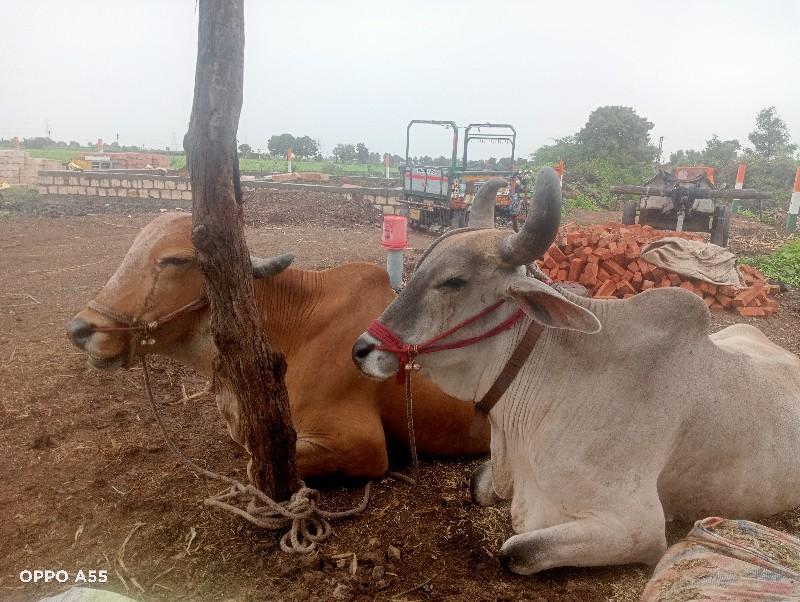 બળદ ગોઢલા