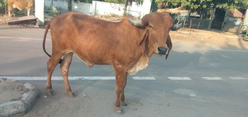 ગીર ઓડકી