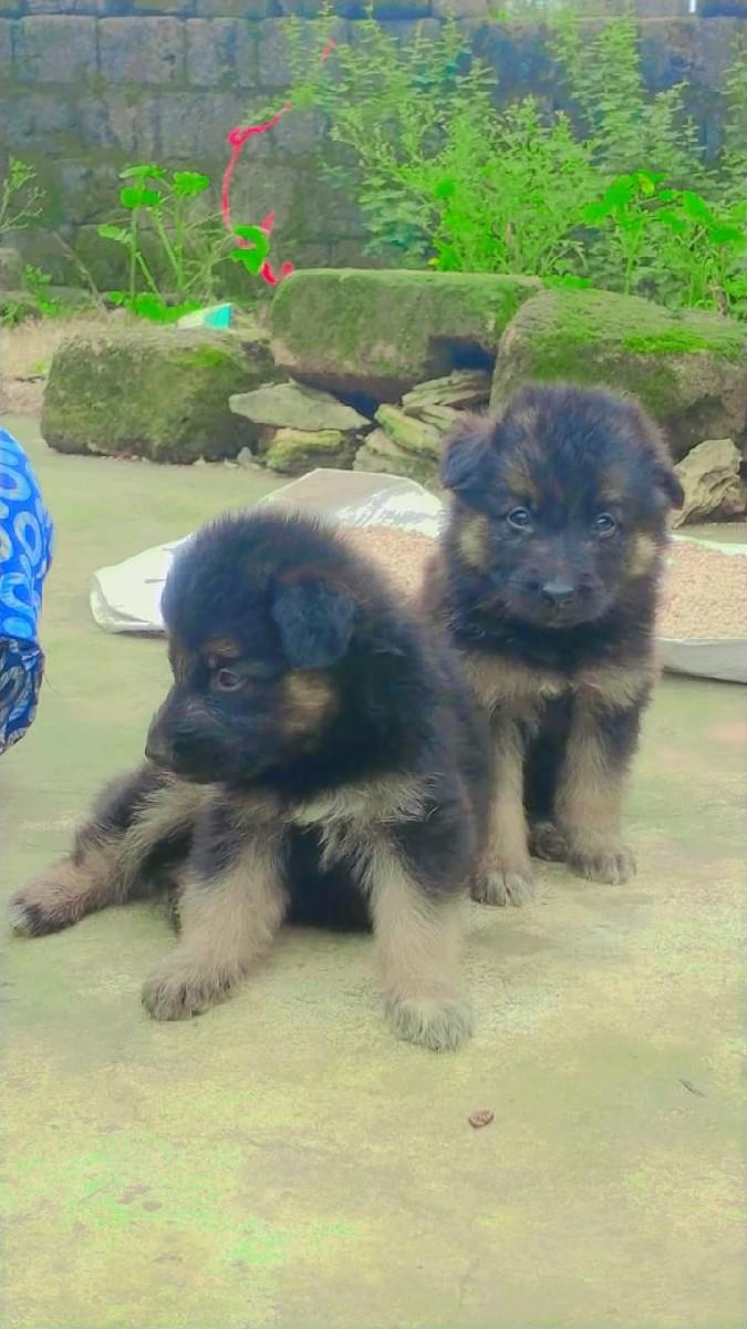 ઝરમર સફર  કૂતરા વેચવાના સે