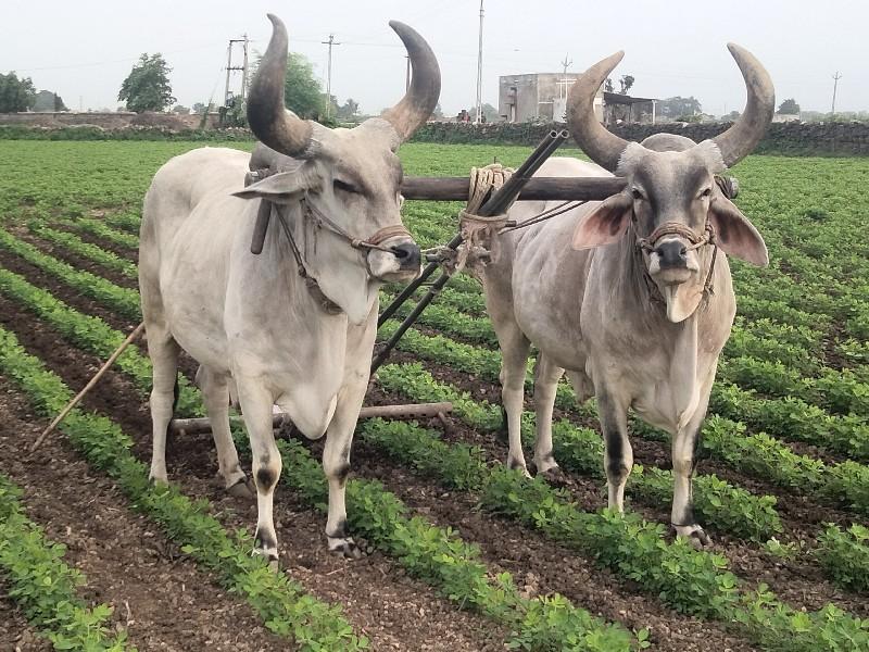 ગોઢલા.વેચવાનાછે.