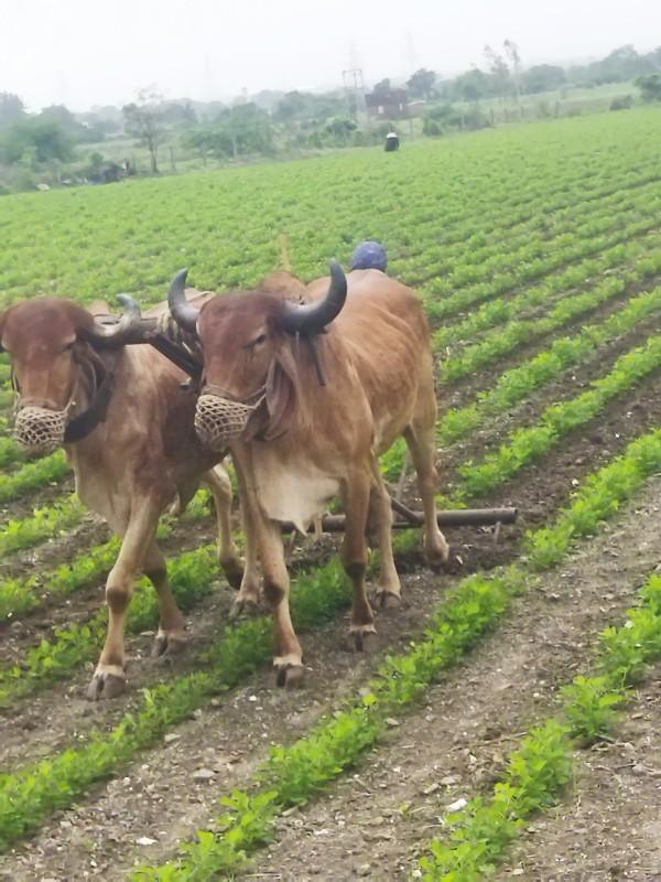 ગોઢલા વેચવાના છે