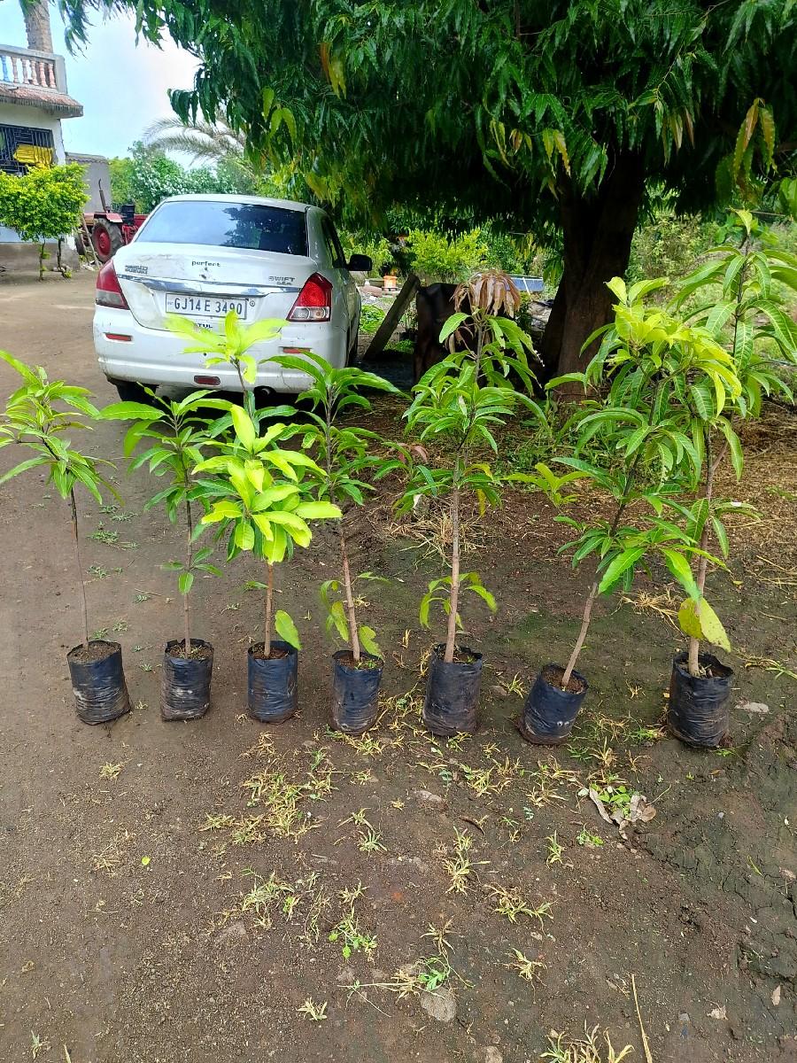કેસર કલમ વ્યાજબી ભાવની મલછે