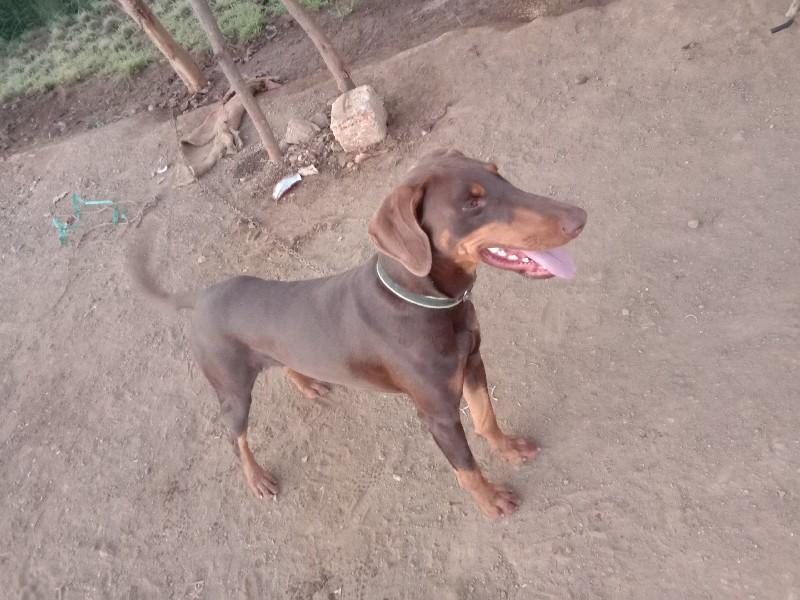 ડોબરમેન