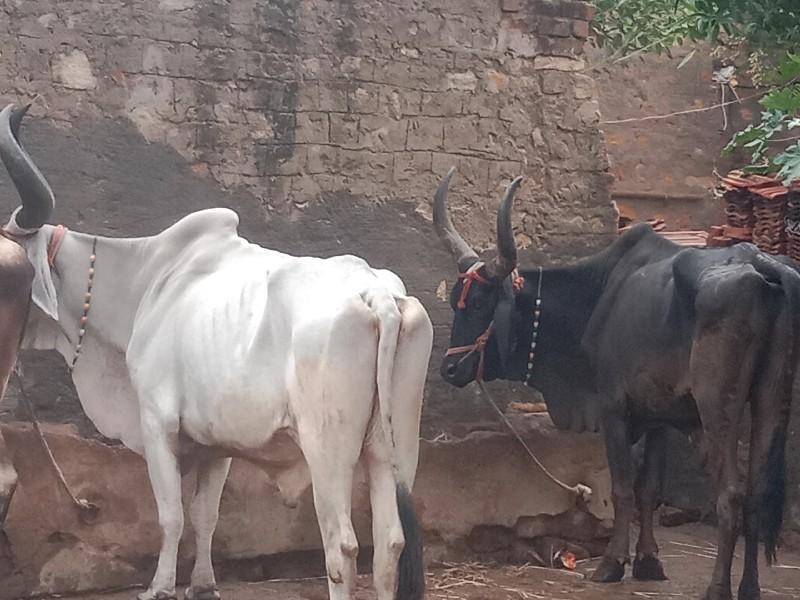 થંબનેલ 2