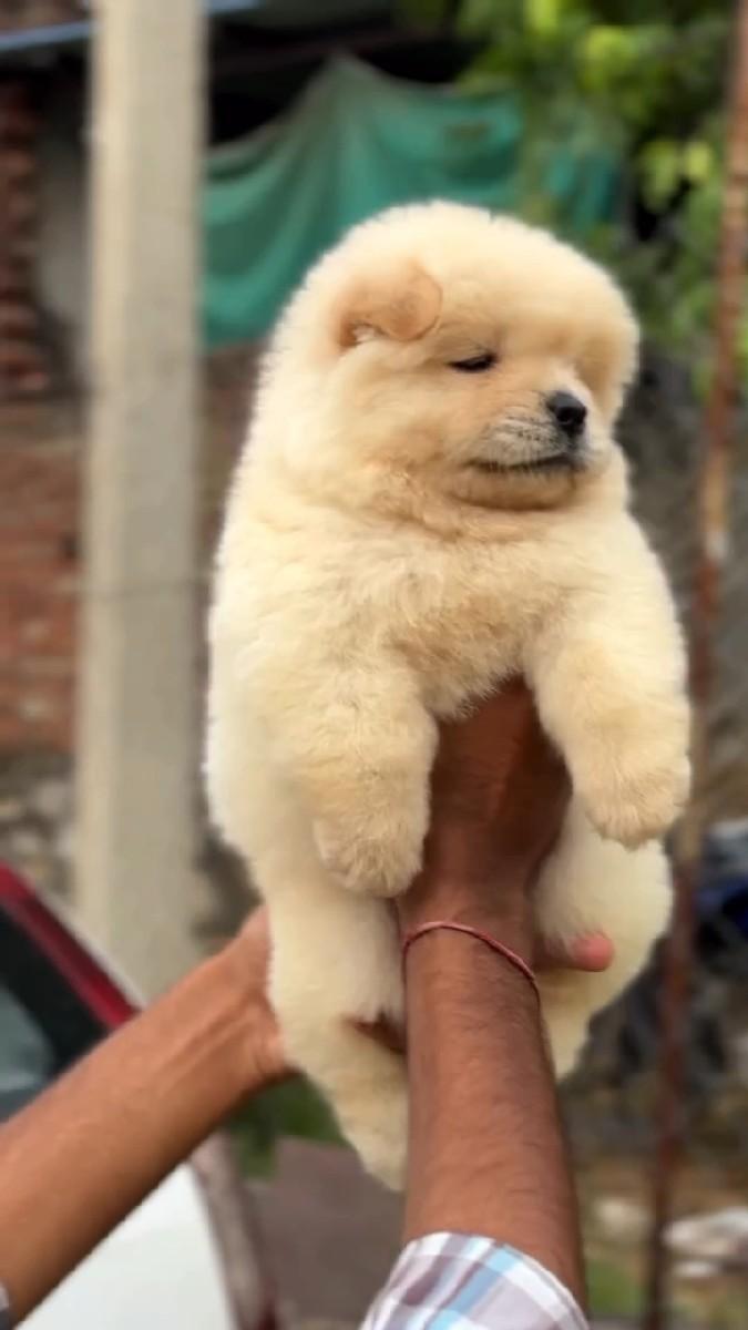 chow chow female