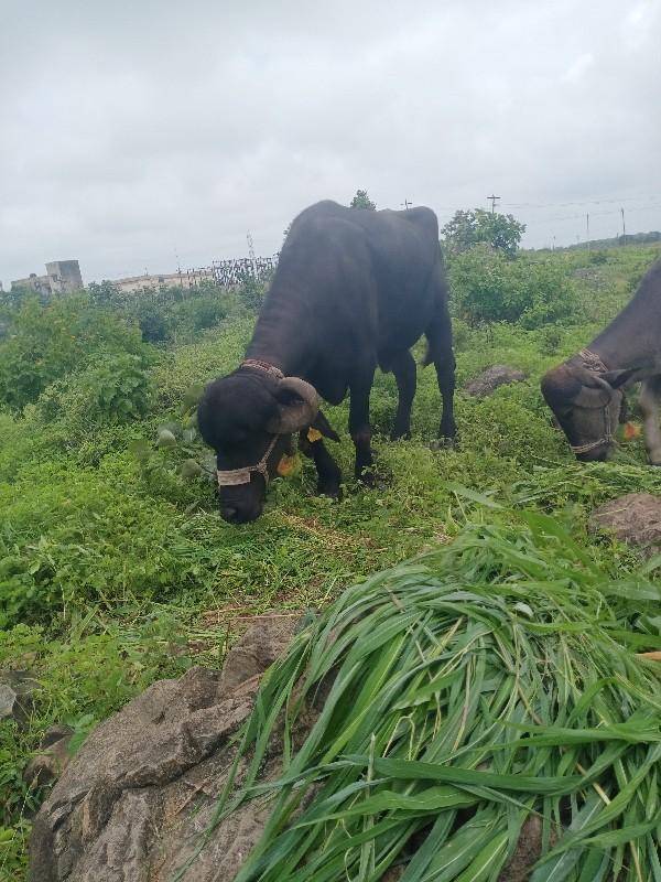 थंबनेल 3