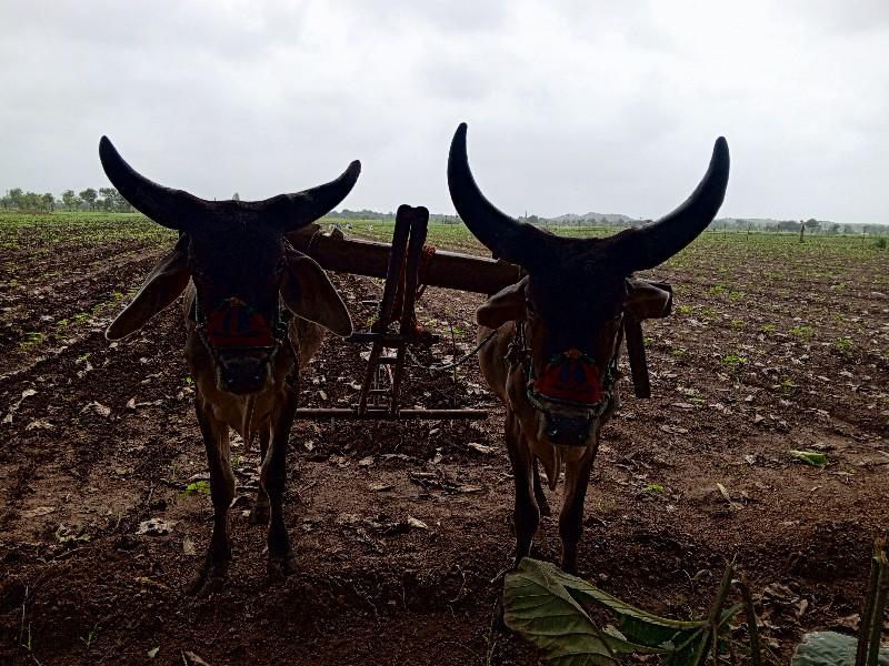 ગોટલા