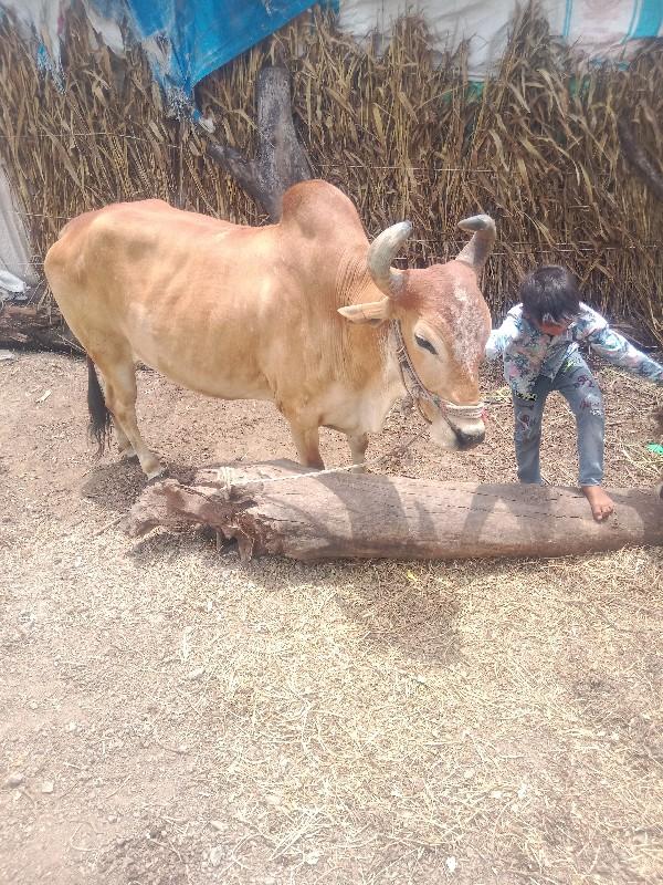 थंबनेल 3