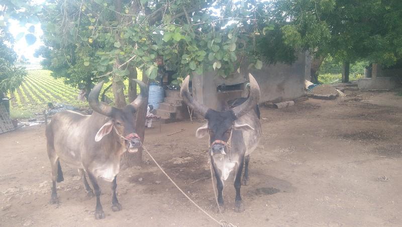 બળદ વેચવાના છે