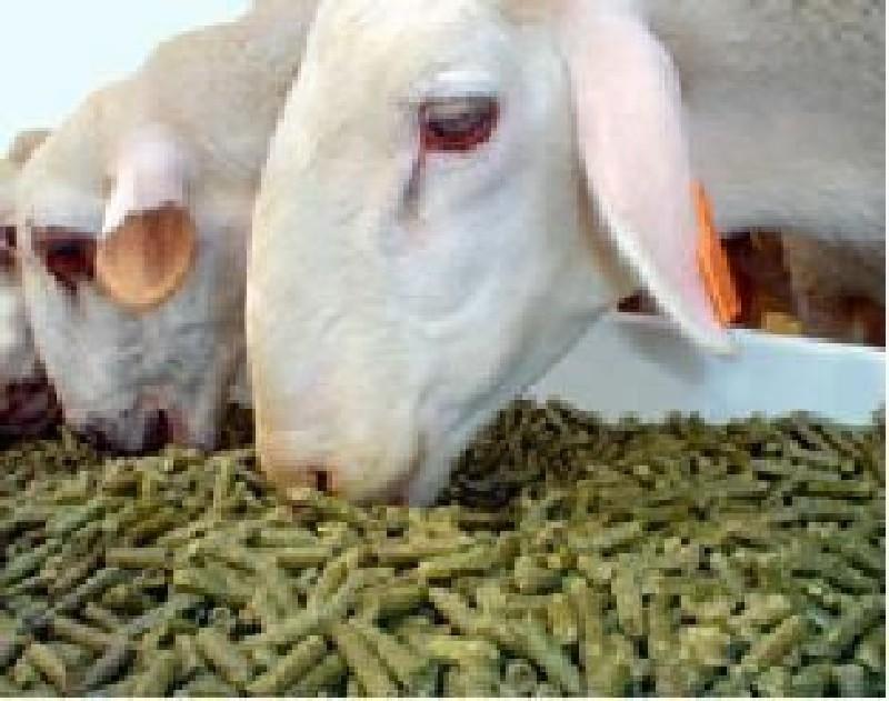 ઘેટાં-બકરા માટે રાજદાણ મળી જશે