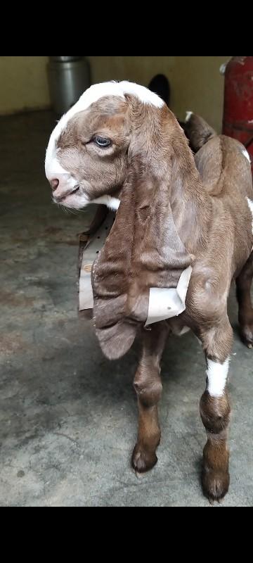 પ્યોર હૈદરાબાદી બકરો