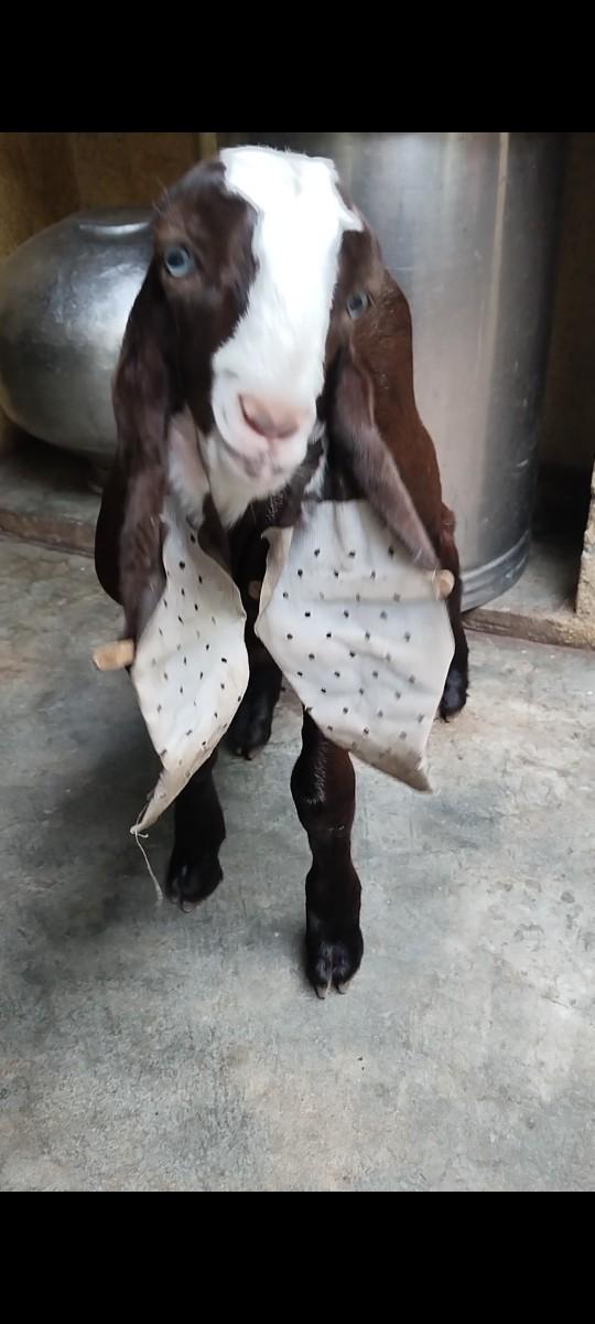 થંબનેલ 3