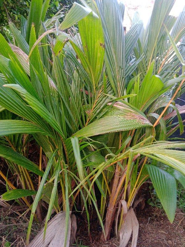 थंबनेल 2