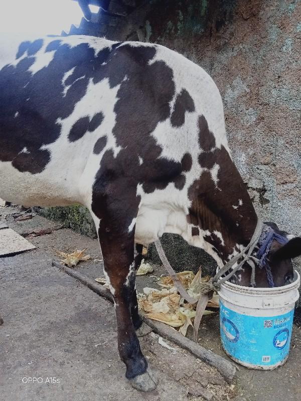 गाई विकणे आहे