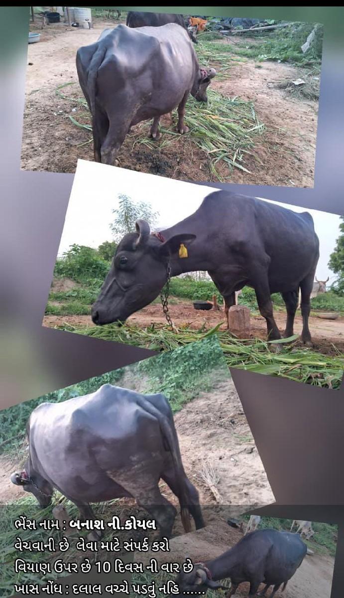 ભેંશ વેચવાની છે