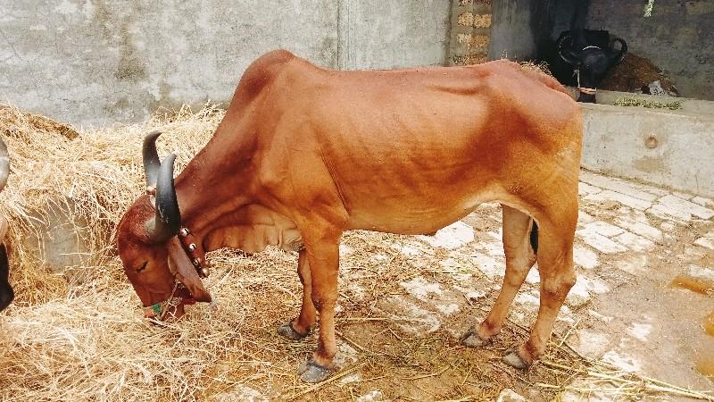 थंबनेल 2