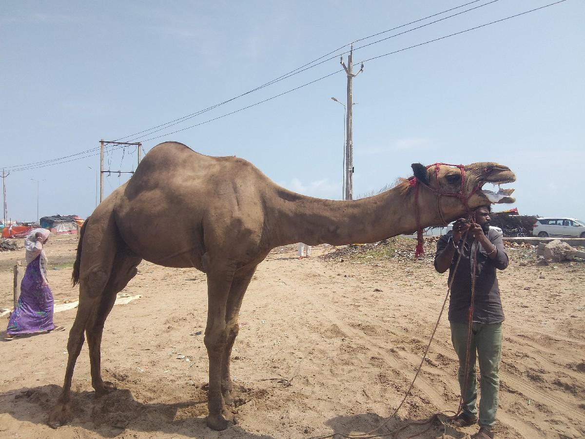 ઊંટ વેચવાનો છે