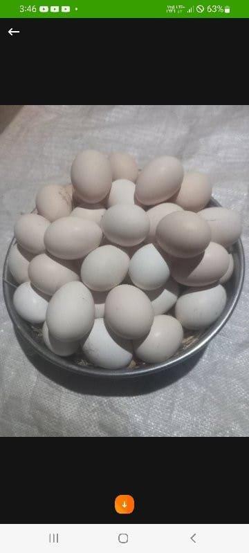 દે ડગ 

દૅમ💕
દૅશી. ઈડા