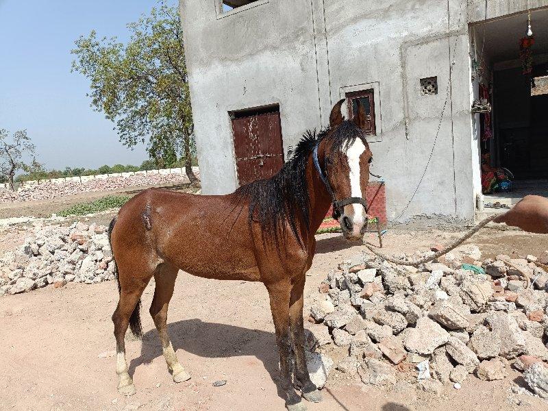 થંબનેલ 2