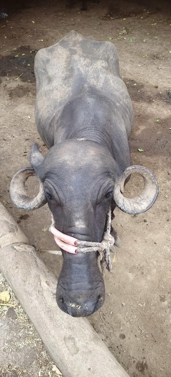 थंबनेल 2