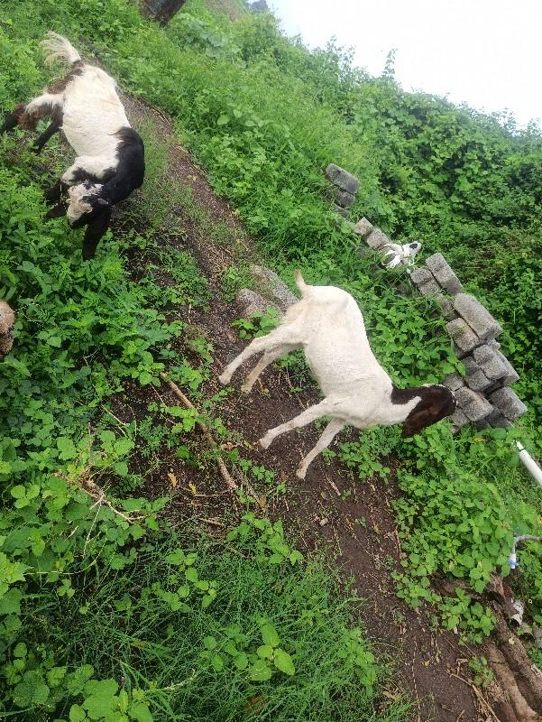 થંબનેલ 3