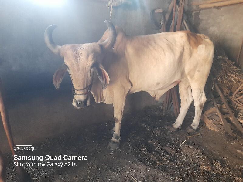 થંબનેલ 2