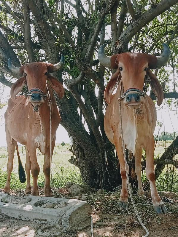 थंबनेल 2