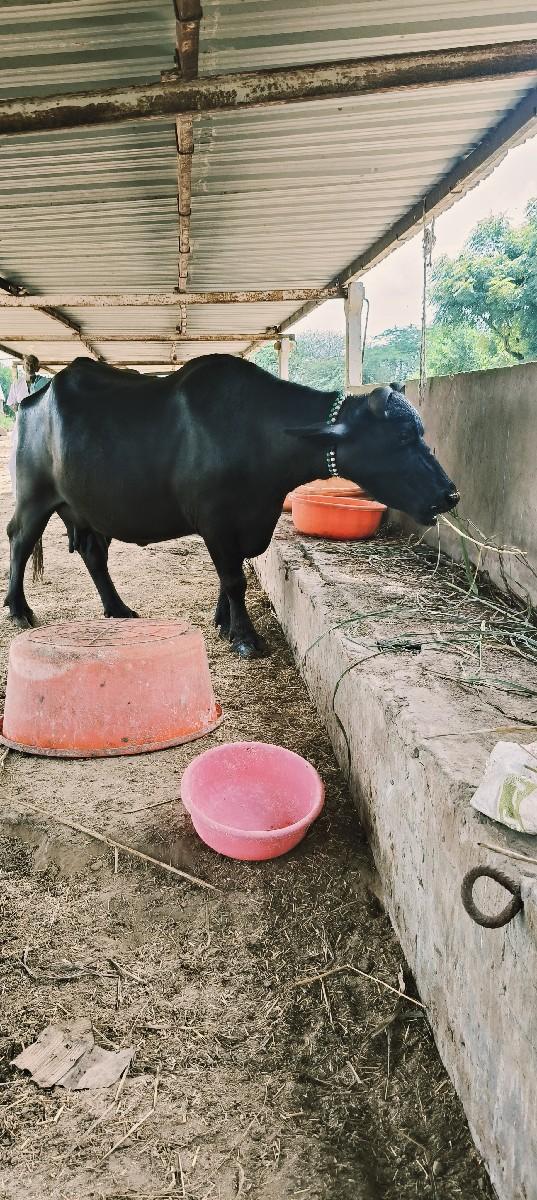 વેચવાની