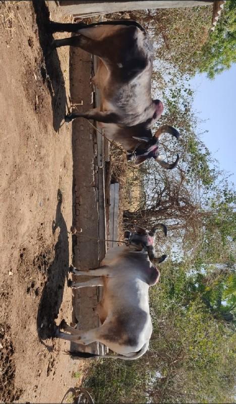 5 ધર ના છે