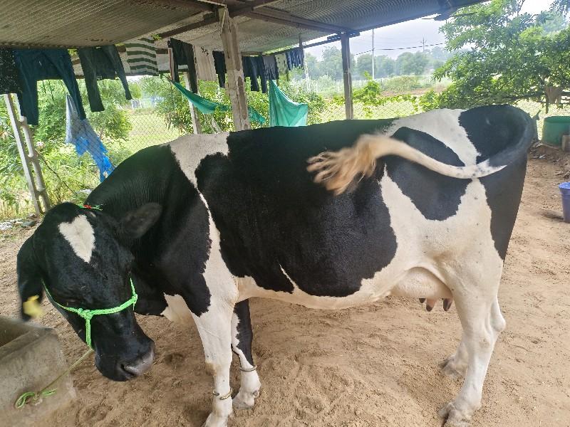 थंबनेल 3