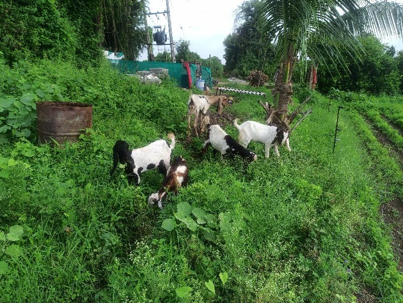 એક તોતાપુરી દોઢ વર્ષ બે હૈદરાબાદી