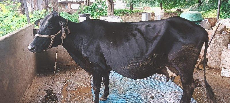 થંબનેલ 2