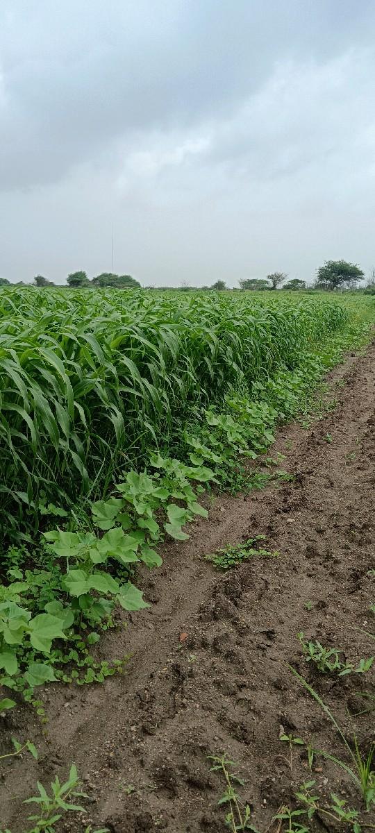 જુવાર લીલી