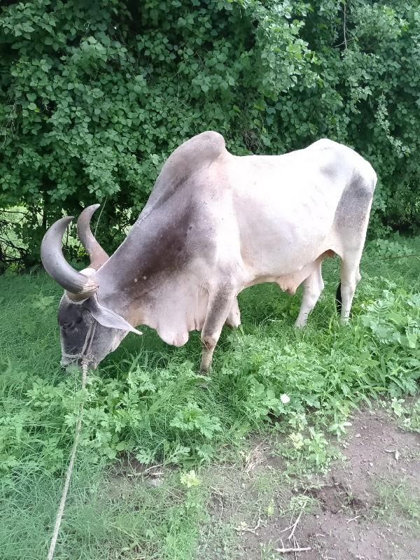 થંબનેલ 2