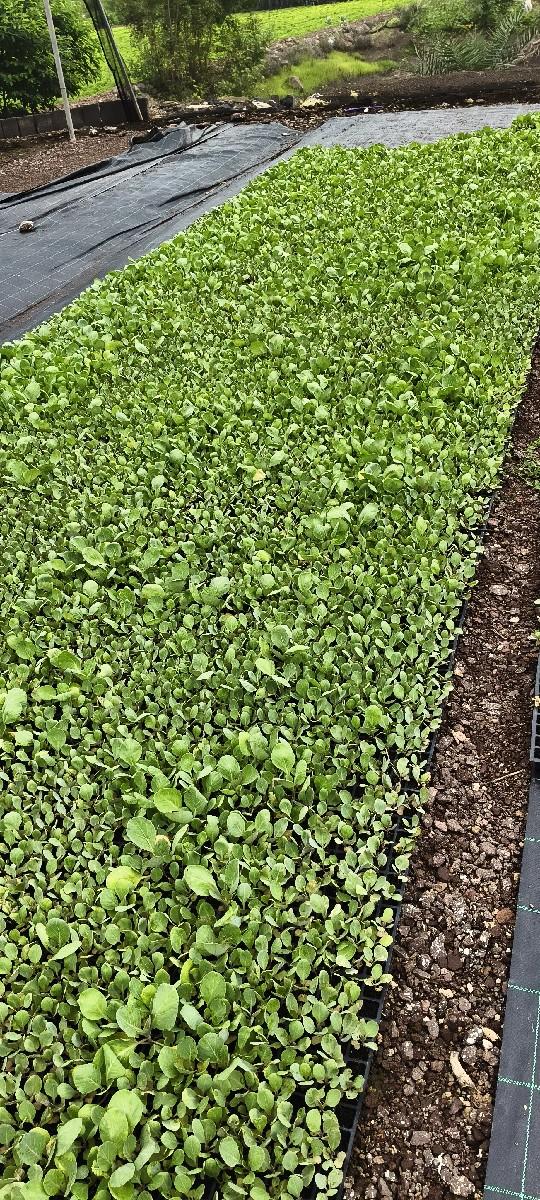 kobis rop vechvno chee