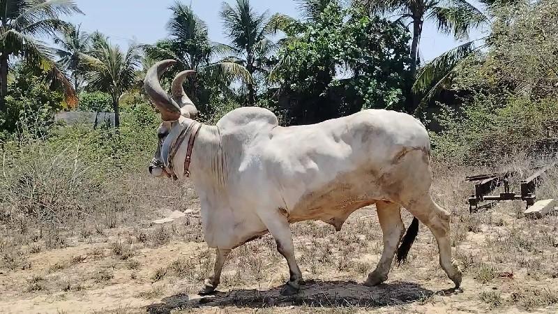 બરધ લૅવાનો છે આવો અથવા વેચવાનો છે