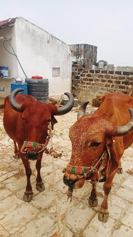 थंबनेल 3