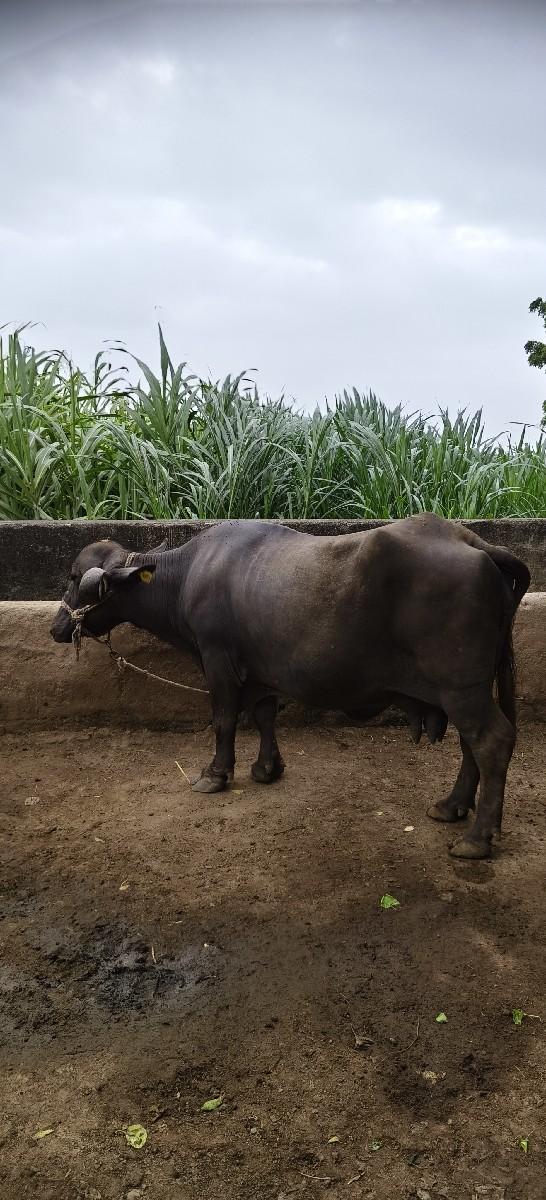 थंबनेल 3