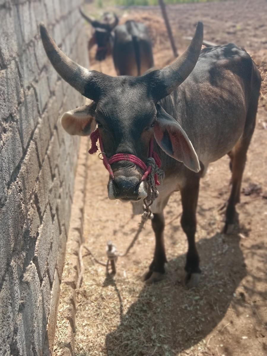 थंबनेल 3