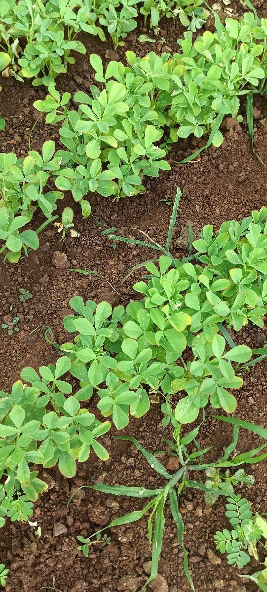 મૅથી ભાજી વૅશવાની શૅ