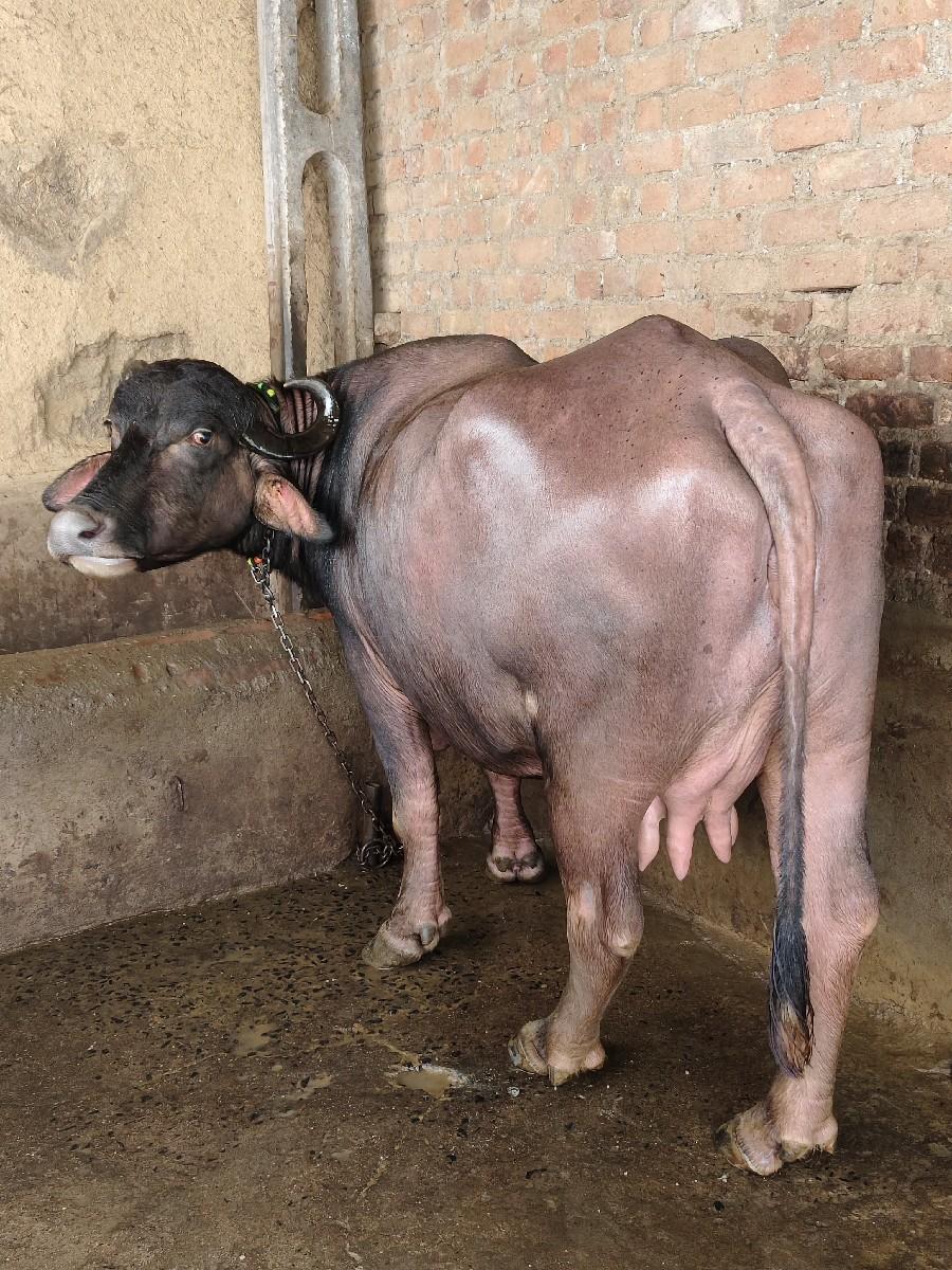 થંબનેલ 2