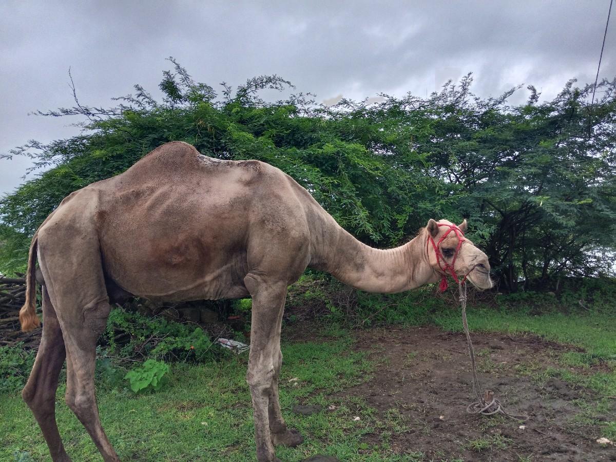 ઉટવેચવાનોછે