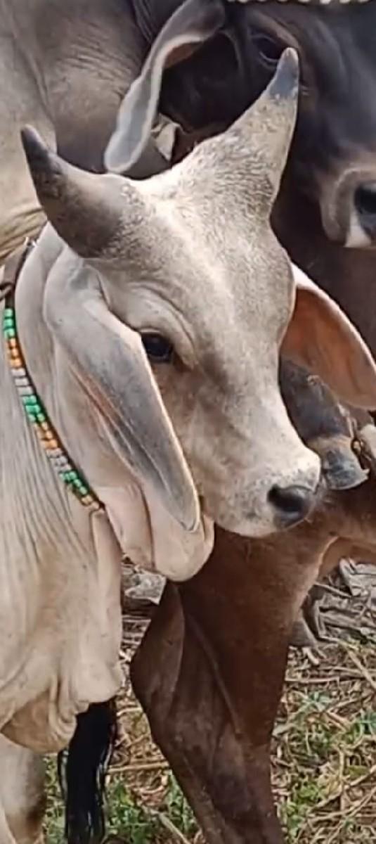 સારા બળદ વાછડા લેવા માટે