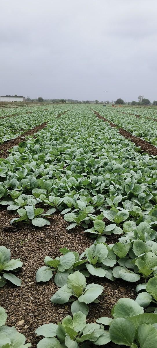 કોબી નો રોપ