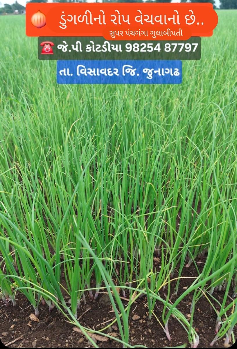 थंबनेल 3