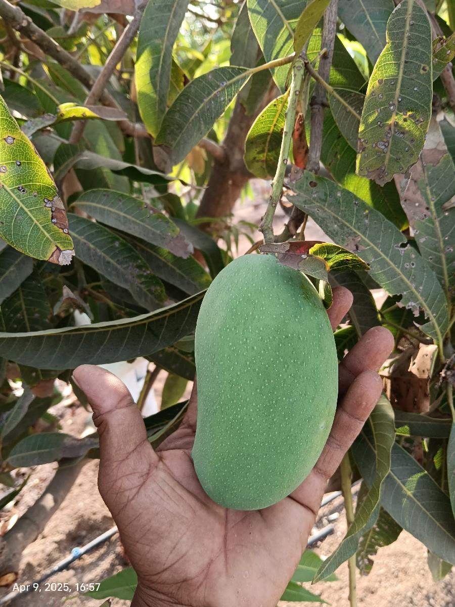 थंबनेल 2