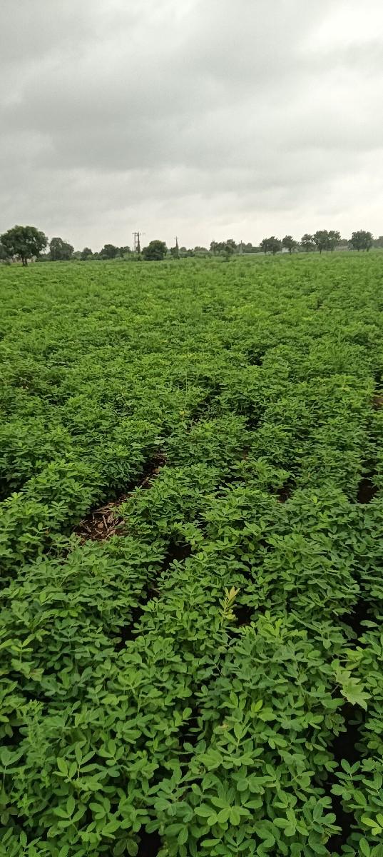 ઑરામા દેવાની છે ગીરનાર ૪