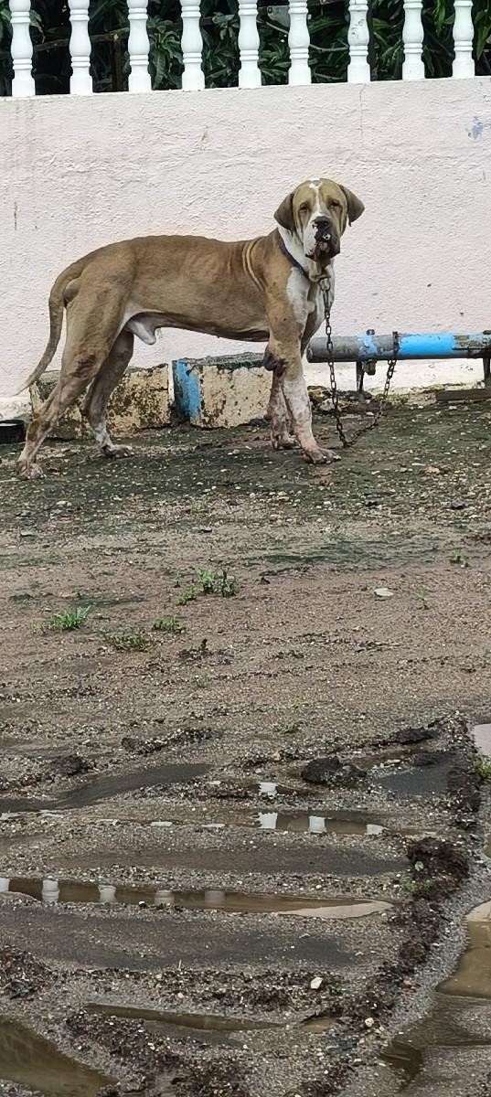 PAKISTANI BULLY ONLY FOR MITING