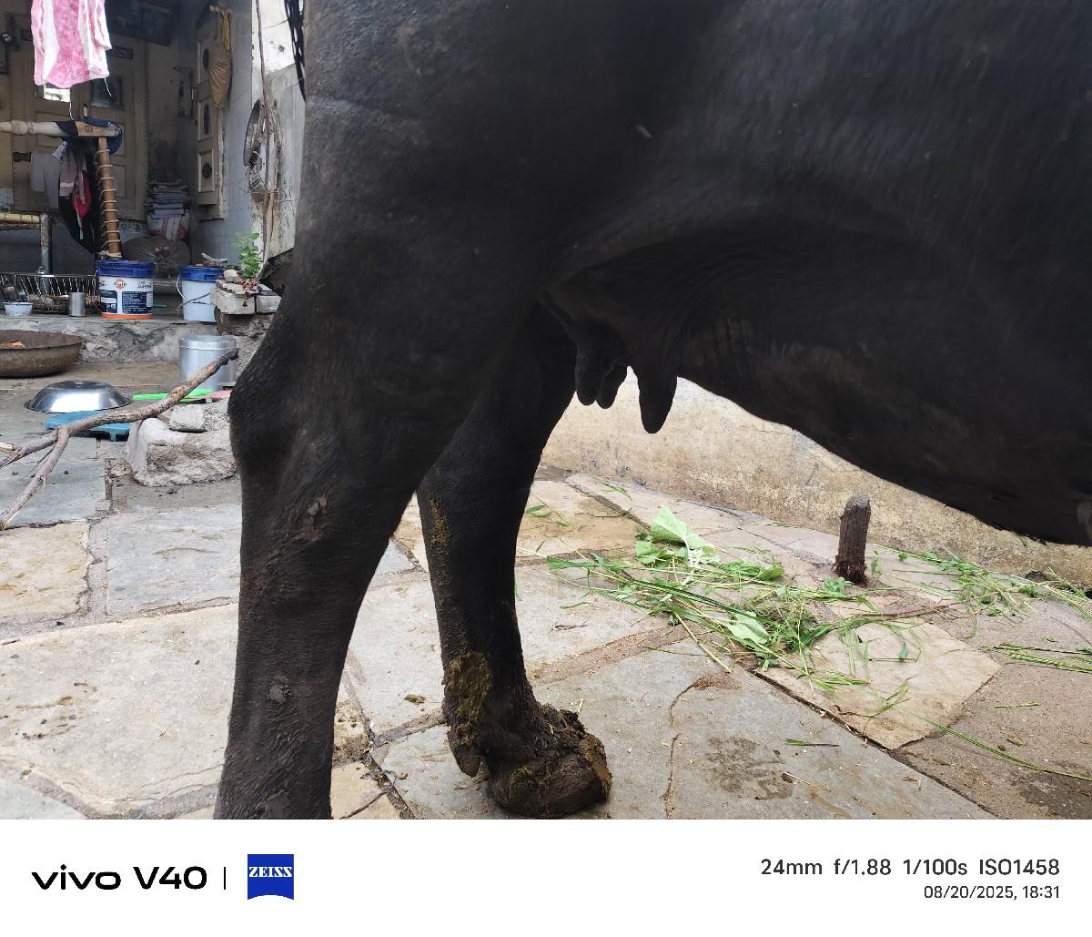 થંબનેલ 2